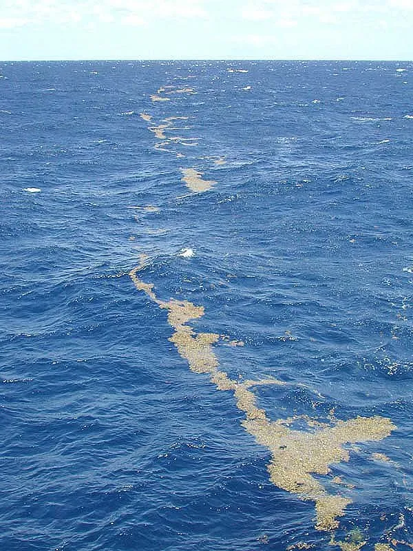 Líneas de alga sargazo flotando en la superficie del Mar de los Sargazos, fotografiadas desde un barco de NOAA.